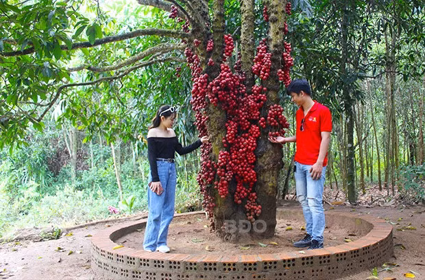 Hai bạn trẻ người Quy Nhơn biết thông tin và đã sớm đến tham quan vườn đỏ Bốn Bình (thôn Liên Sơn, xã Sơn Xuân, huyện Sơn Hòa).