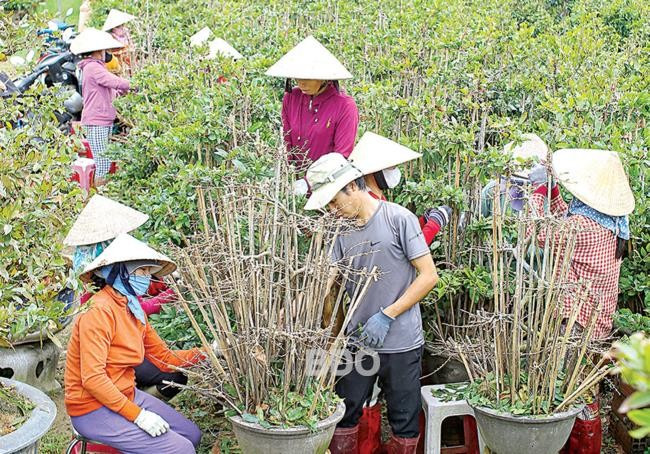Ngoài huy động người trong gia đình, bà Lý Thị Liễu (ở thôn Háo Đức, xã Nhơn An, TX An Nhơn) thuê thêm gần 20 nhân công để lặt lá mai. Ảnh: NGUYỄN DŨNG