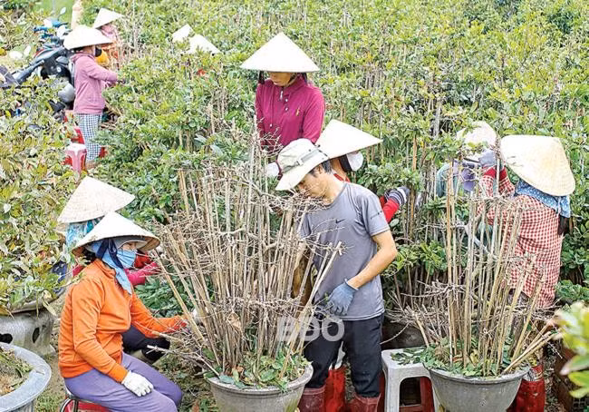 Ngoài huy động người trong gia đình, bà Lý Thị Liễu (ở thôn Háo Đức, xã Nhơn An, TX An Nhơn) thuê thêm gần 20 nhân công để lặt lá mai. Ảnh: NGUYỄN DŨNG