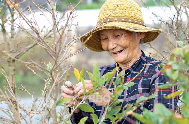 Bà Huỳnh Thị Hậu (ở thôn Thuận Thái, xã Nhơn An, TX An Nhơn) cho biết, với công việc lặt lá mai, bà được trả 170 nghìn đồng/ngày. Ảnh: NGUYỄN DŨNG