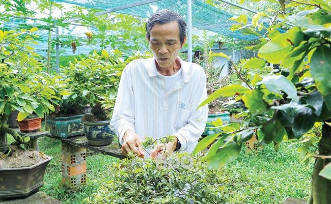 Giống mai lá rí siêu hiếm có khung thời gian lặt lá khác với bình thường. - Trong ảnh: Ông Trần Hoàng đang lặt lá cho một cây mai lá rí tại vườn Mai Hoa Thung. Ảnh: NGUYỄN DŨNG