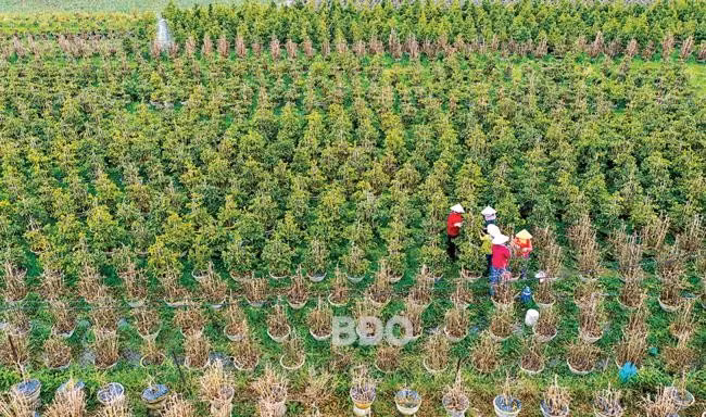 Thời điểm này, các nhà vườn tại làng mai ở TX An Nhơn đang tiến hành lặt lá mai để kích nụ ra hoa đúng ngày Tết. Ảnh: NGUYỄN DŨNG