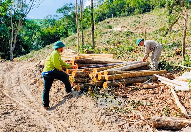 Bên cạnh công tác tuần tra, cán bộ, nhân viên Trạm Hà Dế còn giám sát, theo dõi khai thác gỗ rừng trồng đảm bảo đúng diện tích, quy hoạch. Ảnh: N.N
