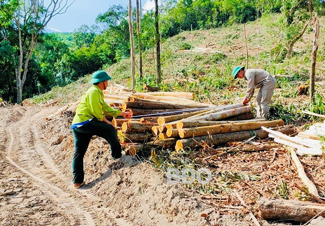 Bên cạnh công tác tuần tra, cán bộ, nhân viên Trạm Hà Dế còn giám sát, theo dõi khai thác gỗ rừng trồng đảm bảo đúng diện tích, quy hoạch. Ảnh: N.N Bên cạnh công tác tuần tra, cán bộ, nhân viên Trạm Hà Dế còn giám sát, theo dõi khai thác gỗ rừng trồng đảm bảo đúng diện tích, quy hoạch. Ảnh: N.N