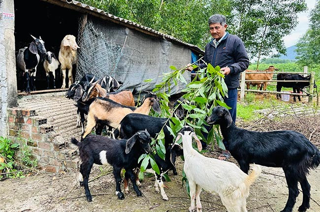 Nhờ phát triển chăn nuôi tổng hợp, từ hộ khó khăn, gia đình CCB Lê Văn Thành vươn lên thành hộ khá của xã. Ảnh: T.C Nhờ phát triển chăn nuôi tổng hợp, từ hộ khó khăn, gia đình CCB Lê Văn Thành vươn lên thành hộ khá của xã. Ảnh: T.C