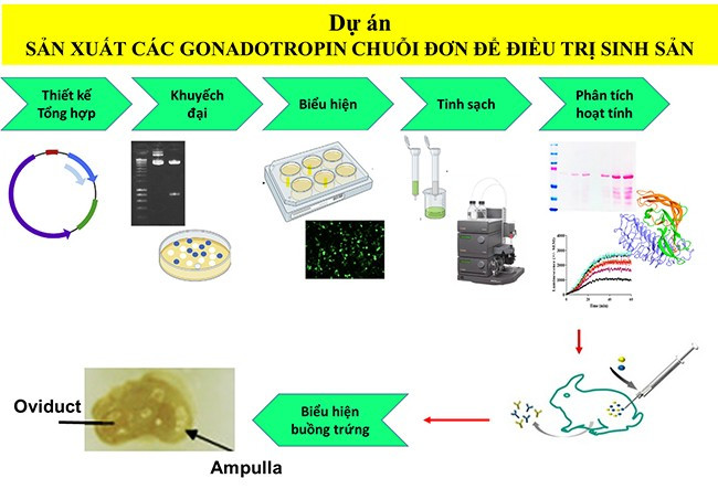 Quy trình tổng hợp và biểu hiện của hormone chuỗi đơn eCG và hFSH. Ảnh: NVCC Quy trình tổng hợp và biểu hiện của hormone chuỗi đơn eCG và hFSH. Ảnh: NVCC