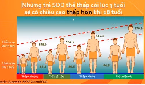 Trẻ suy dinh dưỡng thấp còi khi trưởng thành sẽ bị thiếu hụt chiều cao. Trẻ suy dinh dưỡng thấp còi khi trưởng thành sẽ bị thiếu hụt chiều cao.