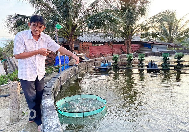 Ông Nguyễn Phúc Phụng ở thôn An Mỹ, xã Mỹ Cát kiểm tra tôm nuôi trong ao của gia đình. Ảnh: VĂN TỐ Ông Nguyễn Phúc Phụng ở thôn An Mỹ, xã Mỹ Cát kiểm tra tôm nuôi trong ao của gia đình. Ảnh: VĂN TỐ