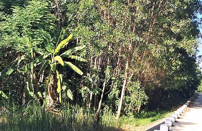 Người dân chiếm dụng đất bãi bồi để trồng keo, gây cản trở dòng chảy vào mùa nước lũ. Ảnh: VĂN LƯU