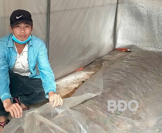 Anh Hồ Văn Quyền chăm sóc nấm rơm trồng trong nhà kín. Ảnh: M.N