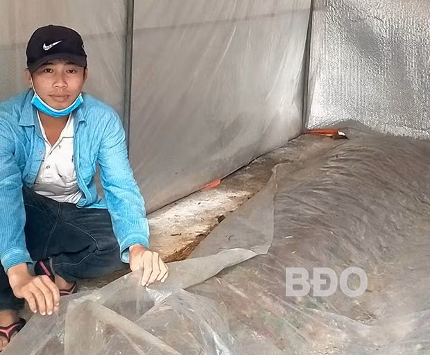 Anh Hồ Văn Quyền chăm sóc nấm rơm trồng trong nhà kín. Ảnh: M.N