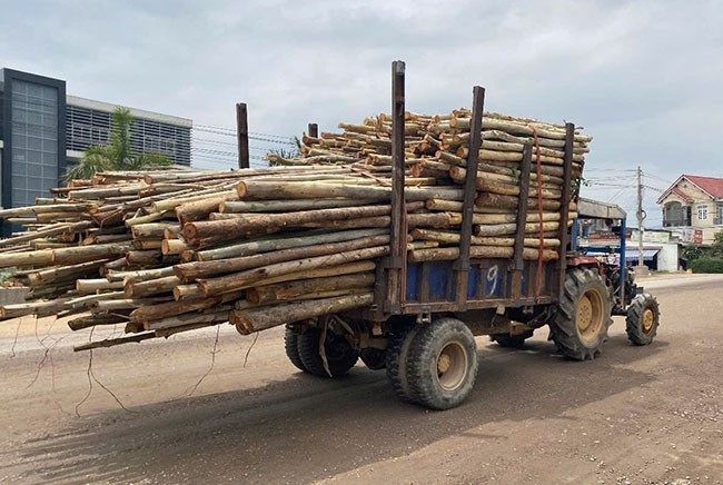 Các xe độ chế vận chuyển gỗ trên QL 19 gây nguy hiểm cho người dân và các phương tiện. Ảnh: N.C