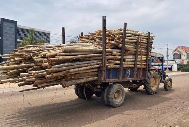 Các xe độ chế vận chuyển gỗ trên QL 19 gây nguy hiểm cho người dân và các phương tiện. Ảnh: N.C