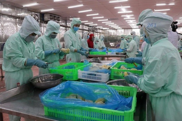 Chế biến nông sản xuất khẩu. (Nguồn: TTXVN)