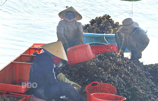 Các nhóm phụ nữ sơ chế hàu tại bè nổi trên đầm. Các nhóm phụ nữ sơ chế hàu tại bè nổi trên đầm.