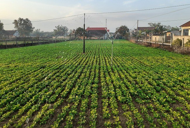 Một vườn trồng đậu phụng ứng dụng tiến bộ KHKT để nâng cao hiệu quả sản xuất ở xã Cát Minh.