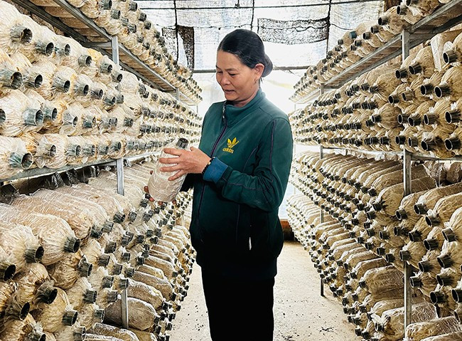 Bà Huỳnh Thị Sương có nguồn thu nhập ổn định nhờ mô hình trồng nấm bào ngư theo hướng sạch, an toàn. Ảnh: T.C Bà Huỳnh Thị Sương có nguồn thu nhập ổn định nhờ mô hình trồng nấm bào ngư theo hướng sạch, an toàn. Ảnh: T.C