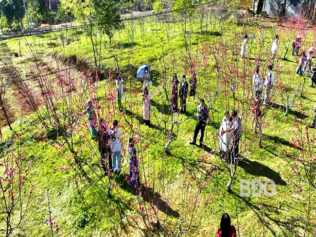 Vườn hoa đào Bắc thu hút đông khách du lịch. Ảnh: XUÂN DŨNG