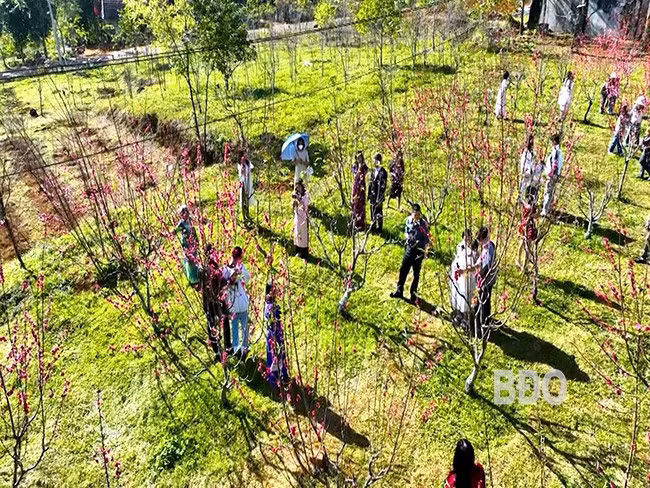 Vườn hoa đào Bắc thu hút đông khách du lịch. Ảnh: XUÂN DŨNG