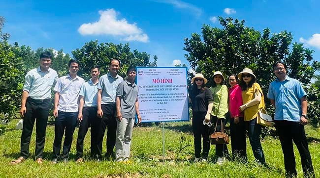 Ứng dụng phân hữu cơ vi sinh vào canh tác cây bưởi theo hướng hữu cơ. Ảnh: CAO TRÌNH