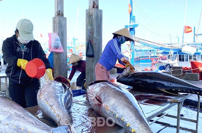 Sơ chế cá ngừ đại dương tại khu vực cảng cá Tam Quan. Ảnh: V.L Sơ chế cá ngừ đại dương tại khu vực cảng cá Tam Quan. Ảnh: V.L