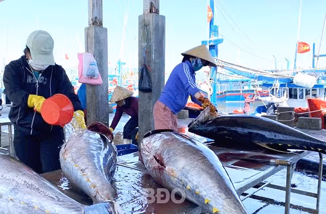 Sơ chế cá ngừ đại dương tại khu vực cảng cá Tam Quan. Ảnh: V.L Sơ chế cá ngừ đại dương tại khu vực cảng cá Tam Quan. Ảnh: V.L