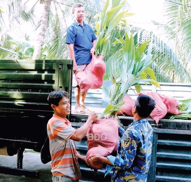 Đưa dừa giống Hoài Nhơn từ vườn ươm của bà Nguyễn Thị Châu Thanh (ở xã Hoài Châu Bắc, TX Hoài Nhơn) lên xe để vận chuyển đi trao tặng huyện đảo Trường Sa vào tháng 8.2023. Ảnh: Hội Dừa Hoài Nhơn
