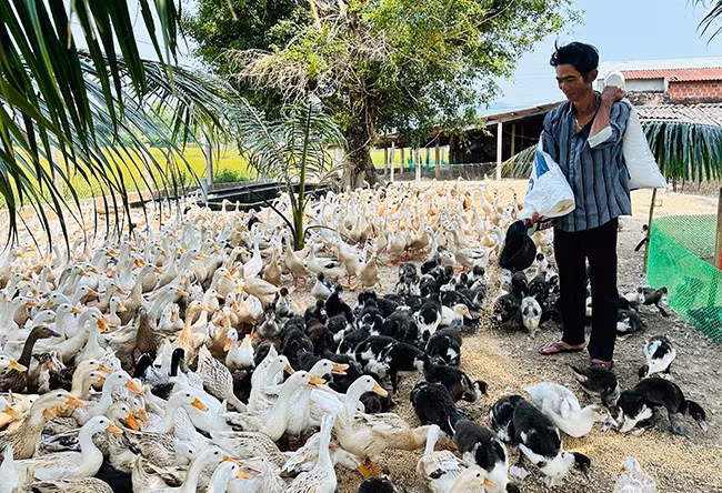 Nhờ nguồn vốn vay theo Quyết định số 22/2023/QĐ-TTg, ông Phan Đức Quang (ở xã Mỹ Chánh) đã phát triển chăn nuôi vịt đẻ trứng, mang lại nguồn thu nhập ổn định. Ảnh: T.C