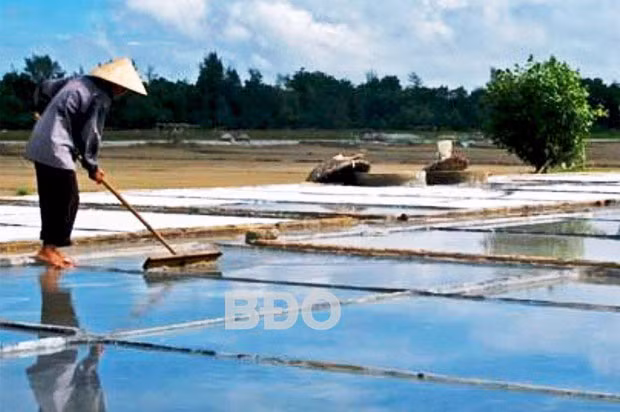 Diêm dân xã Cát Khánh thu hoạch muối. Ảnh: VĂN THÝ