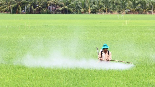Nông dân ở Đồng bằng sông Cửu Long phun thuốc sâu - Ảnh: CHÍ QUỐC Nông dân ở Đồng bằng sông Cửu Long phun thuốc sâu - Ảnh: CHÍ QUỐC