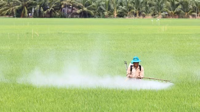 Nông dân ở Đồng bằng sông Cửu Long phun thuốc sâu - Ảnh: CHÍ QUỐC