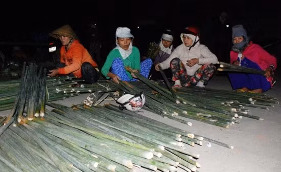 Cây lồ ô và cây giang là những nguyênliệu không thể thiếu trong việc làm nón lá. Cây lồ ô và cây giang là những nguyênliệu không thể thiếu trong việc làm nón lá.
