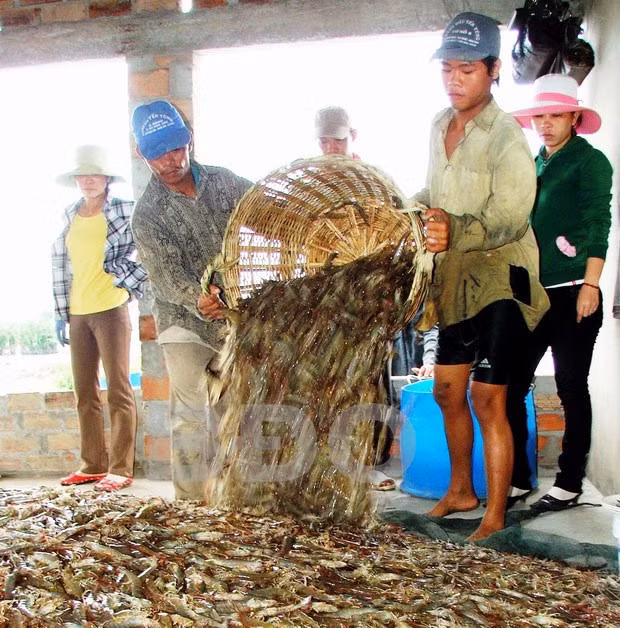 Thu hoạch tôm nuôi