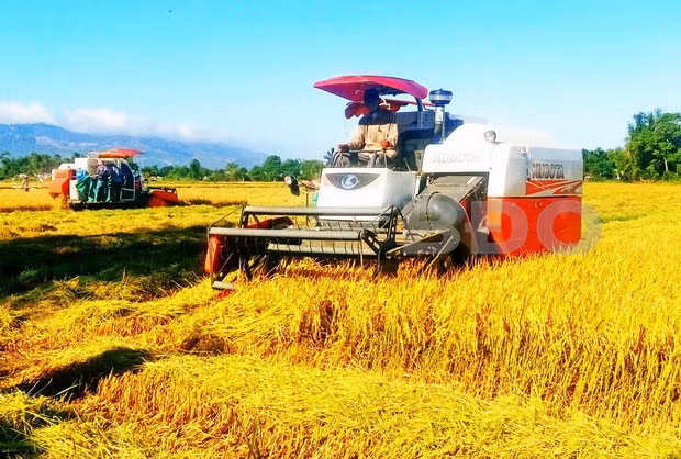 Thu hoạch lúa Đông Xuân 2017-2018