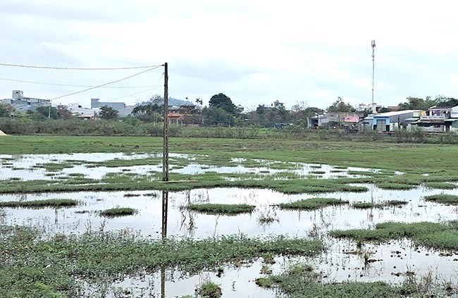 Cánh đồng tại khu phố 6 (phường Nhơn Bình) bị ngập úng vào mùa mưa khiến người dân không thể sản xuất, bỏ hoang. Ảnh: VĂN LƯU Cánh đồng tại khu phố 6 (phường Nhơn Bình) bị ngập úng vào mùa mưa khiến người dân không thể sản xuất, bỏ hoang. Ảnh: VĂN LƯU