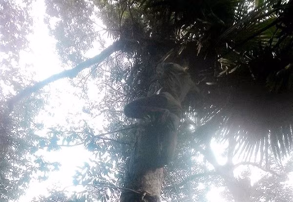 Để hái lan rừng, thợ săn lan phải buộc dây dừng vào thân cây để leo lên Để hái lan rừng, thợ săn lan phải buộc dây dừng vào thân cây để leo lên