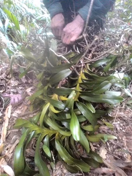 Rừng sâu là nơi có nhiều lan rừng, nhưng cũng chứa đựng đầy hiểm nguy Rừng sâu là nơi có nhiều lan rừng, nhưng cũng chứa đựng đầy hiểm nguy