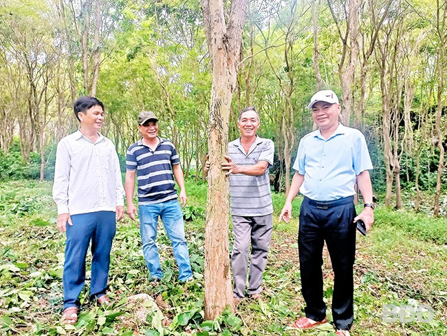 Ông Phan Chí Hùng, Chủ tịch UBND huyện Tây Sơn (bìa phải) thường xuyên thăm hỏi, động viên ông Nguyễn Văn Hữu (thứ hai từ phải sang) giữ rừng trắc đỏ quý hiếm. Ảnh: ĐINH NGỌC Ông Phan Chí Hùng, Chủ tịch UBND huyện Tây Sơn (bìa phải) thường xuyên thăm hỏi, động viên ông Nguyễn Văn Hữu (thứ hai từ phải sang) giữ rừng trắc đỏ quý hiếm. Ảnh: ĐINH NGỌC