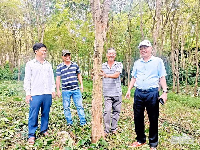 Ông Phan Chí Hùng, Chủ tịch UBND huyện Tây Sơn (bìa phải) thường xuyên thăm hỏi, động viên ông Nguyễn Văn Hữu (thứ hai từ phải sang) giữ rừng trắc đỏ quý hiếm. Ảnh: ĐINH NGỌC
