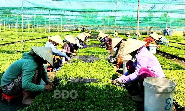 Chăm sóc hoa cúc giống tại vườn ươm của ông Ngô Quốc Hưng. Ảnh: XUÂN THỨC Chăm sóc hoa cúc giống tại vườn ươm của ông Ngô Quốc Hưng. Ảnh: XUÂN THỨC