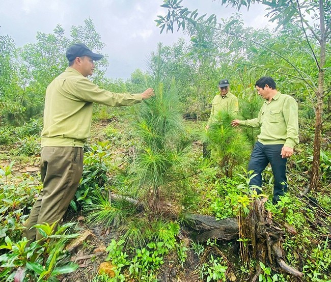 Những cây thông Công ty TNHH Lâm nghiệp Quy Nhơn trồng năm 2022 đang cao lớn, khỏe khoắn trên diện tích trồng rừng thay thế tại phường Bùi Thị Xuân (TP Quy Nhơn). Ảnh: N.N