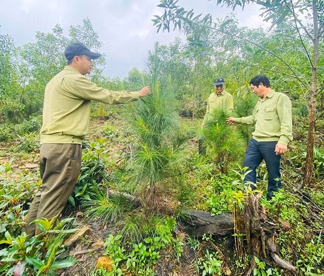 Những cây thông Công ty TNHH Lâm nghiệp Quy Nhơn trồng năm 2022 đang cao lớn, khỏe khoắn trên diện tích trồng rừng thay thế tại phường Bùi Thị Xuân (TP Quy Nhơn). Ảnh: N.N