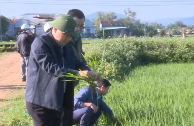 Lãnh đạo huyện Tây Sơn kiểm tra lúa tại cánh đồng xã Tây An. Ảnh: VĂN PHONG
