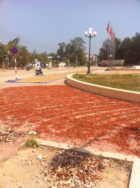 Nhiều hộ dân lợi dụng không gian xung quanh Quảng trường huyện Phù Mỹ làm nơi phơi nông sản.