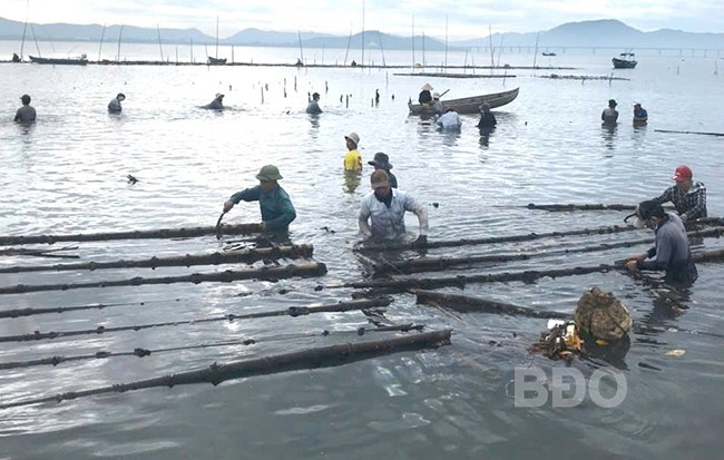 Lực lượng chức năng cưỡng chế, tháo dỡ cọc tre, lưới của các hộ bao chiếm trái phép mặt nước đầm Thị Nại để nuôi thủy sản. Ảnh: VĂN LƯU