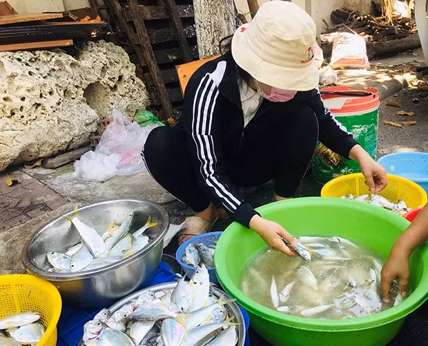 Chị Nguyễn Thị Oanh đang phân loại cá để giao cho mối quen. Ảnh: THÀNH NGUYÊN Chị Nguyễn Thị Oanh đang phân loại cá để giao cho mối quen. Ảnh: THÀNH NGUYÊN