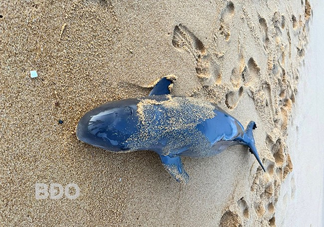 Xác cá voi trôi dạt vào bờ biển xã Mỹ An. Ảnh: Văn Xin.