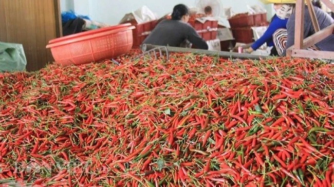 Bộ Nông nghiệp và Môi trường đã ký các nghị định thư về xuất khẩu ớt, chanh leo, tổ yến, cám gạo sang Trung Quốc. Bộ Nông nghiệp và Môi trường đã ký các nghị định thư về xuất khẩu ớt, chanh leo, tổ yến, cám gạo sang Trung Quốc.