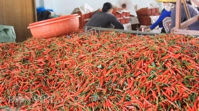 Bộ Nông nghiệp và Môi trường đã ký các nghị định thư về xuất khẩu ớt, chanh leo, tổ yến, cám gạo sang Trung Quốc.