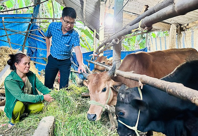 Từ số tiền con gái đi XKLĐ gửi về mà bà Nguyễn Thị Thanh Long (ở khu phố Du Tự, thị trấn Tăng Bạt Hổ, huyện Hoài Ân) có vốn để mua bò chăn nuôi, trồng rau, phát triển thêm kinh tế gia đình, thoát nghèo hiệu quả. Ảnh: T.C Từ số tiền con gái đi XKLĐ gửi về mà bà Nguyễn Thị Thanh Long (ở khu phố Du Tự, thị trấn Tăng Bạt Hổ, huyện Hoài Ân) có vốn để mua bò chăn nuôi, trồng rau, phát triển thêm kinh tế gia đình, thoát nghèo hiệu quả. Ảnh: T.C